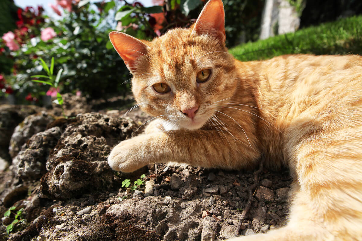 ¿Cuáles son las causas de que los gatos coman tierra?