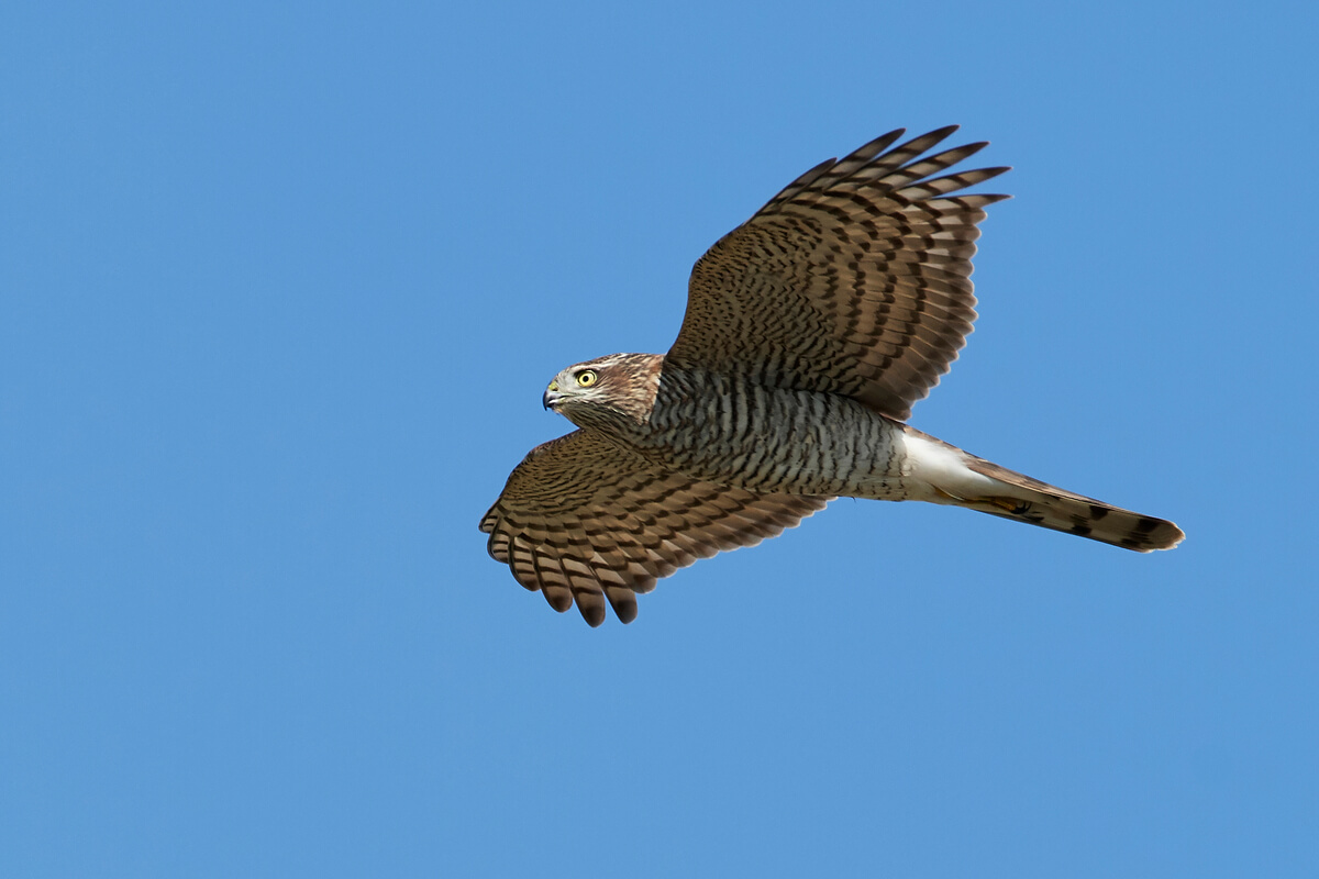 Un gavilán común volando.