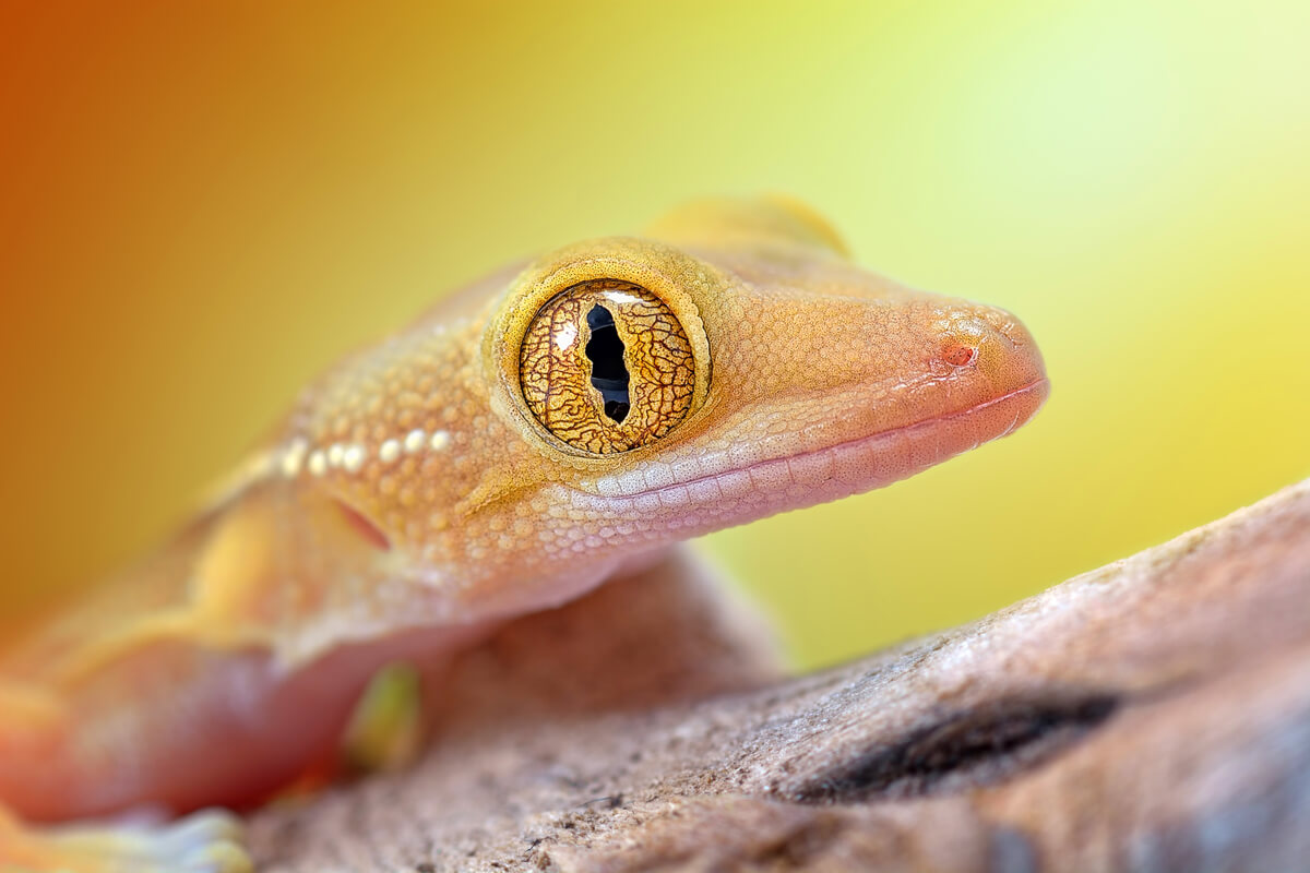 La boca de un gekko vittatus.