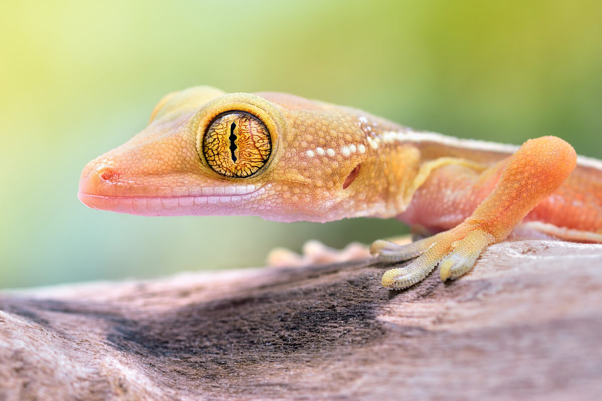 La cara de un gekko vittatus.