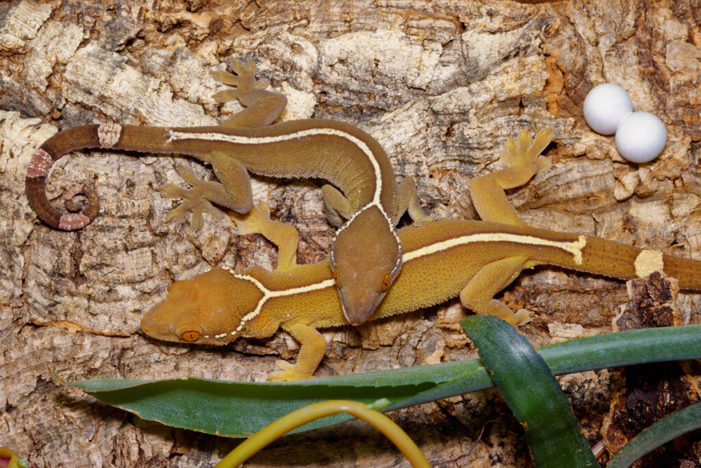 Gecko de línea blanca (Gekko vittatus): cuidados en cautiverio