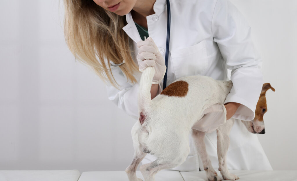 ¿Cómo vaciar las glándulas anales en perros?
