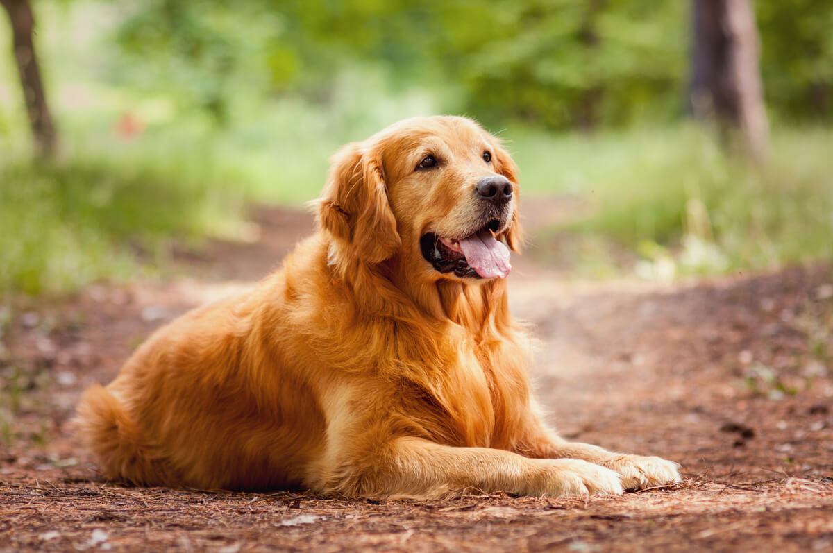 Principali tipi di cancro nei cani. Golden retriever su un sentiero.