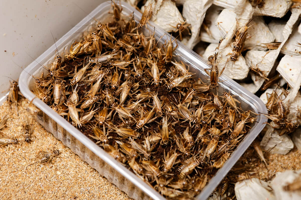 Do you know the curiosities of crickets?
