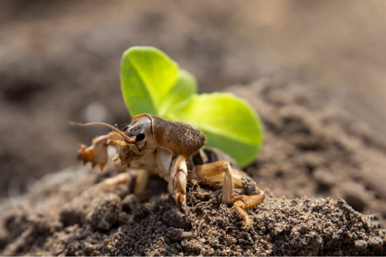 Grillo topo: un insecto ruidoso y fascinante