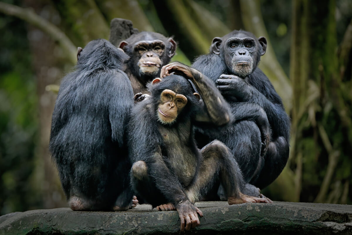 Some chimpanzees.