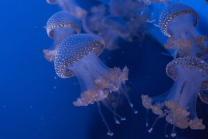 ¿Las medusas son peligrosas?