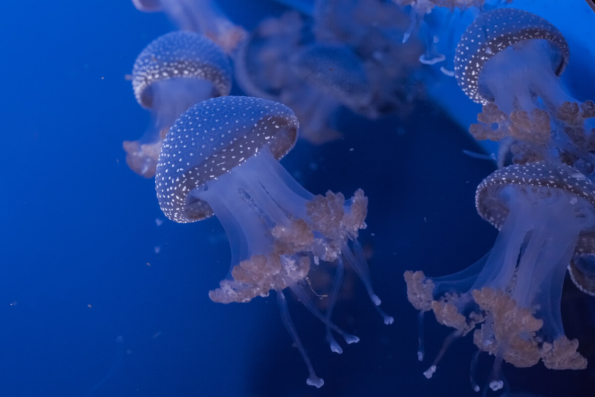 Un grupo de medusas.