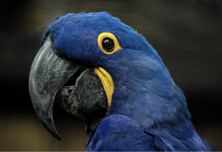 Guacamaya azul: hábitat y características