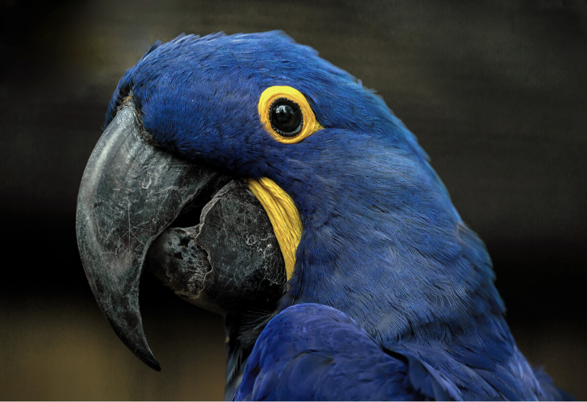 La cara de un guacamayo jacinto.