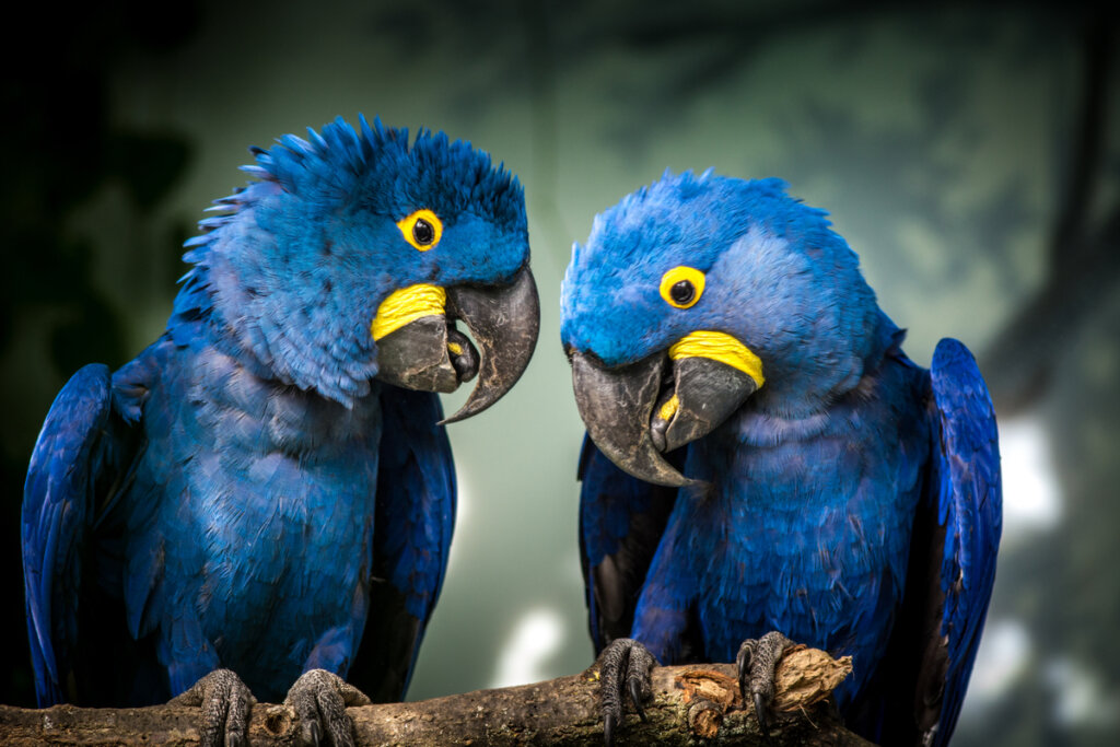 Un par de guacamayas azules.