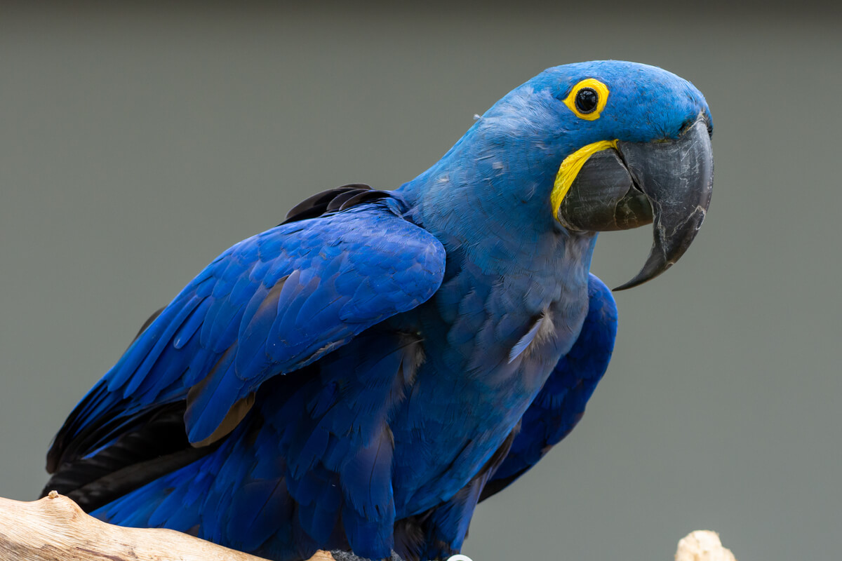 An adult hyacinth macaw.