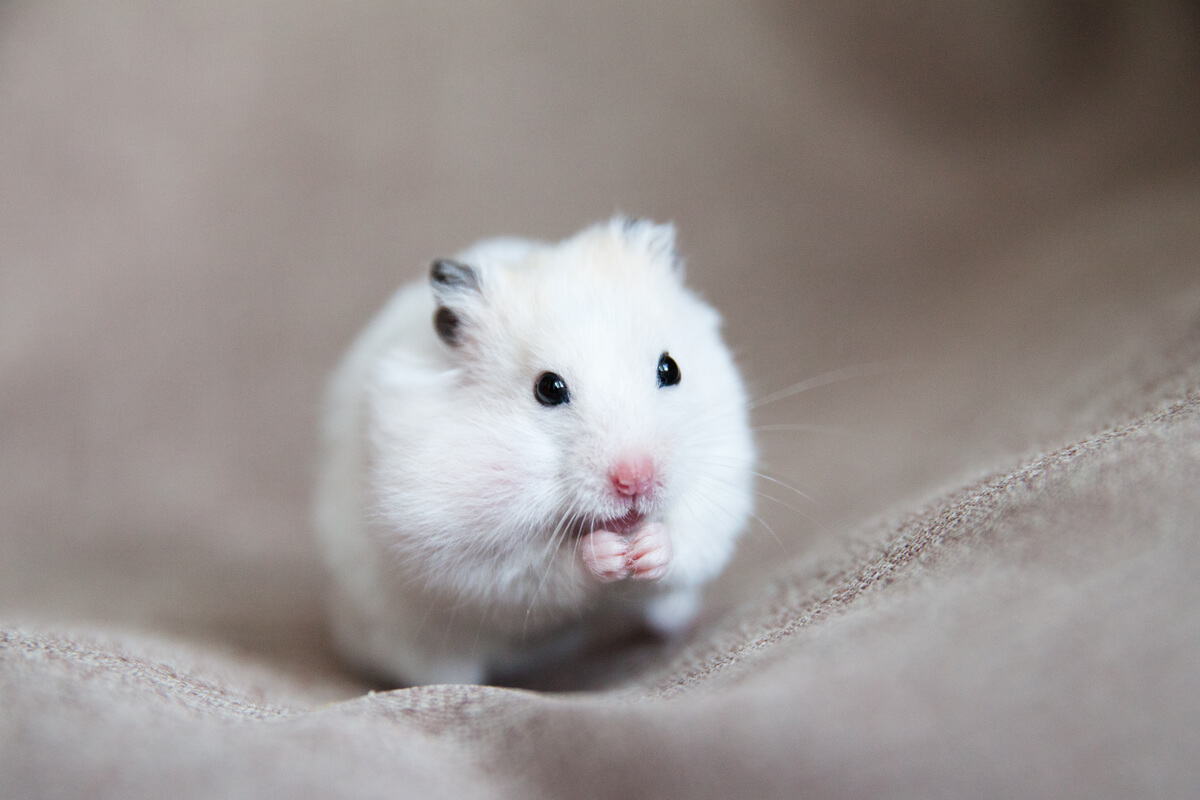 Um pequeno hamster branco. A conjuntivite em hamsters pode ser grave.