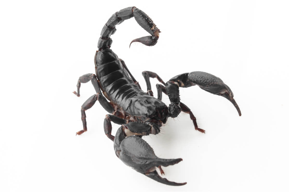 Heterometrus longimanus sobre fondo blanco.