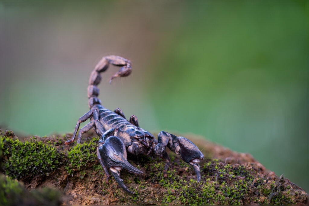 Un ejemplar de Heterometrus longimanus sobre el musgo.