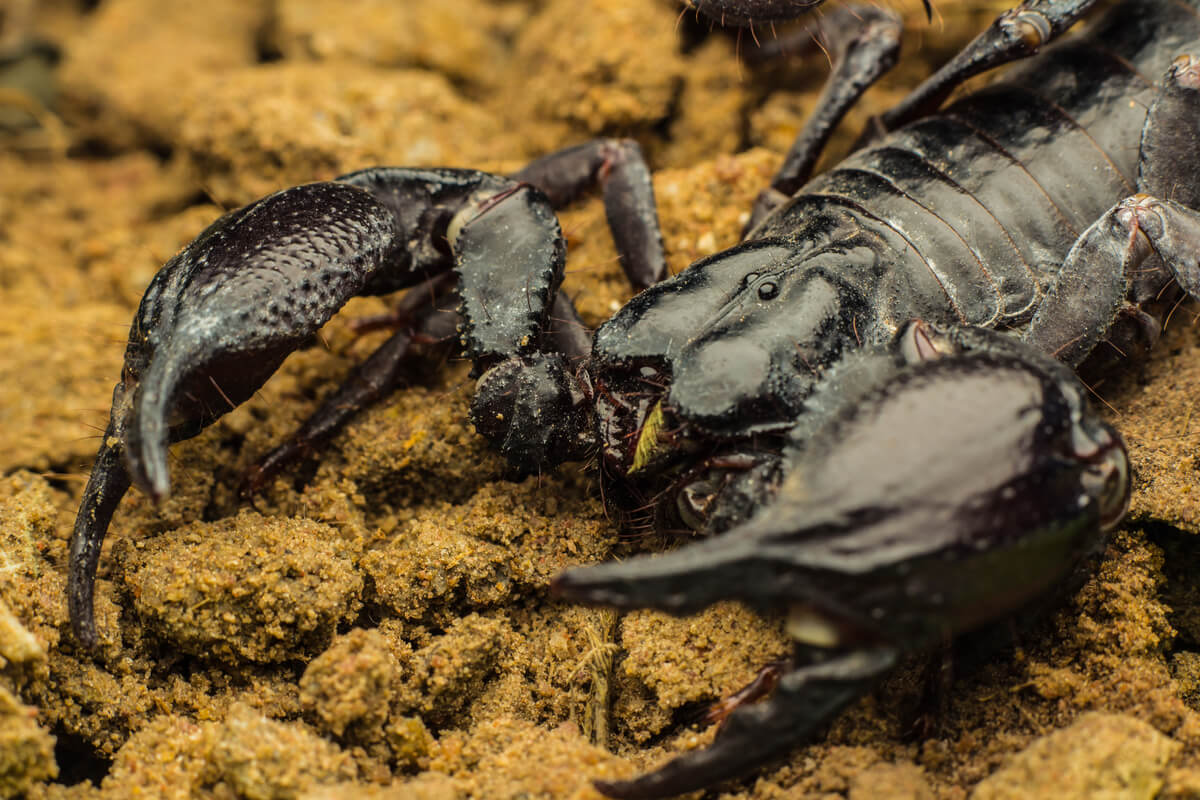 Las pinzas de un Heterometrus.