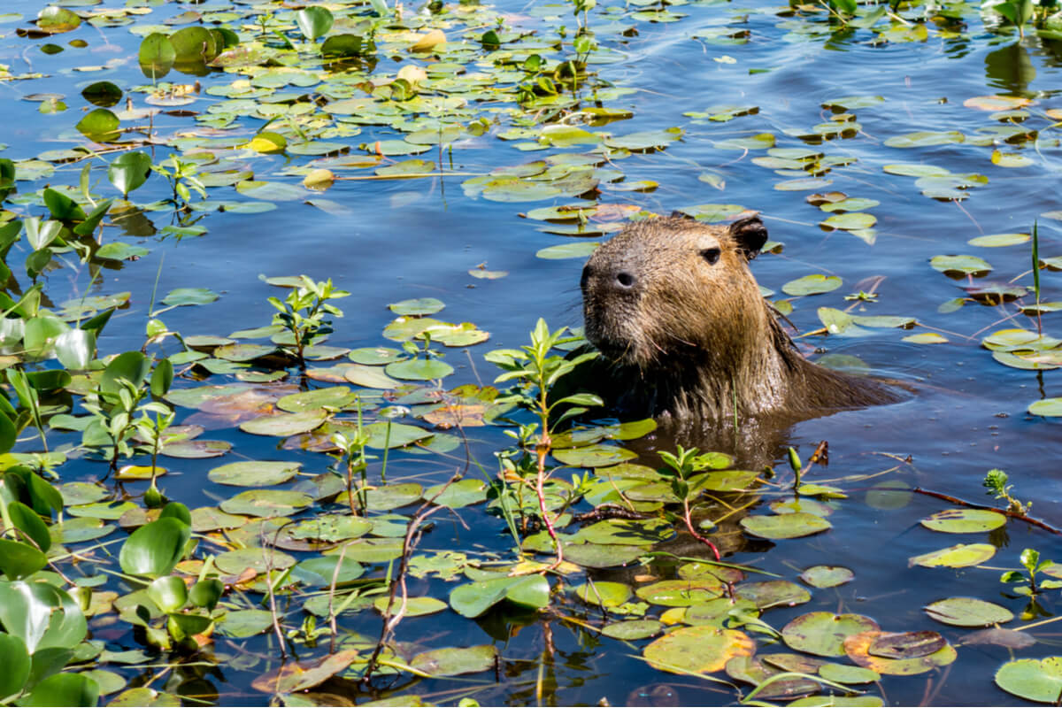 Una capibara asoma la cabeza.