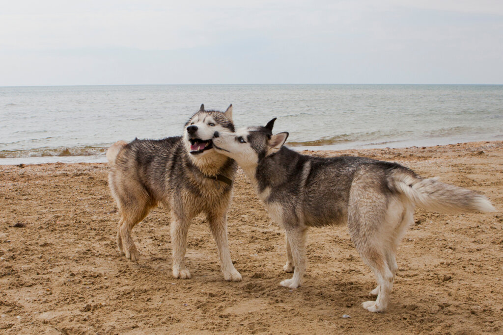 Enfermedades de Transmisión Sexual en perros: ¿cuáles son las más comunes?