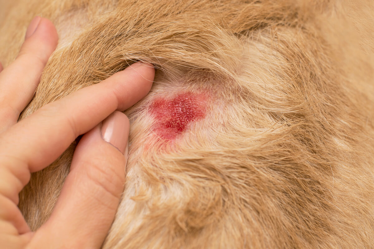 Las infecciones cutáneas en perros son muy comunes.