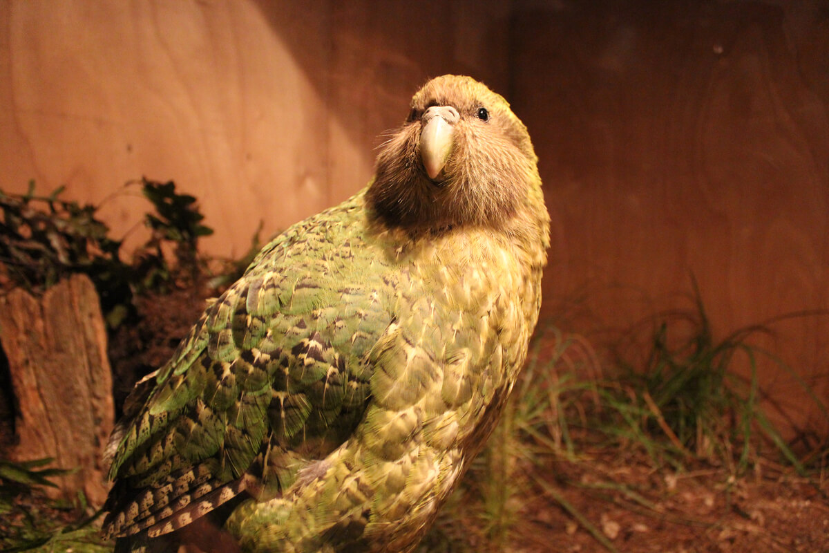Un kakapo de cuerpo entero.