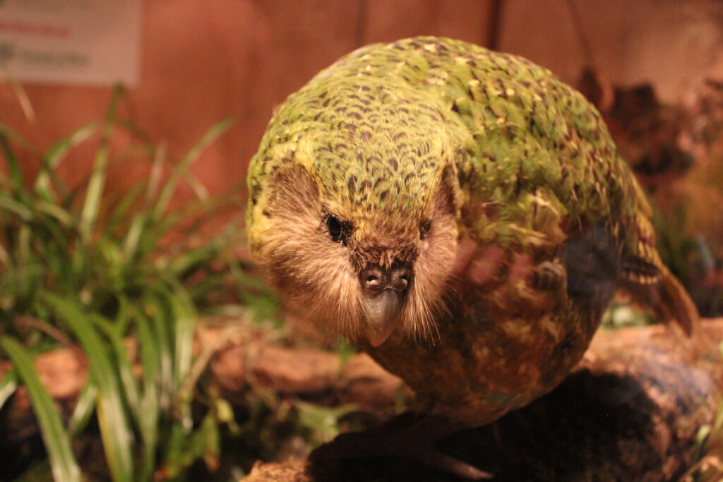 Kakapo: el pájaro del año 2020 en Nueva Zelanda