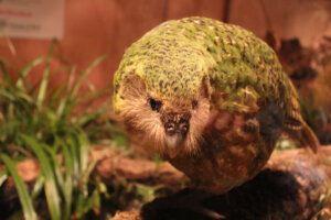 Kakapo: el pájaro del año 2020 en Nueva Zelanda