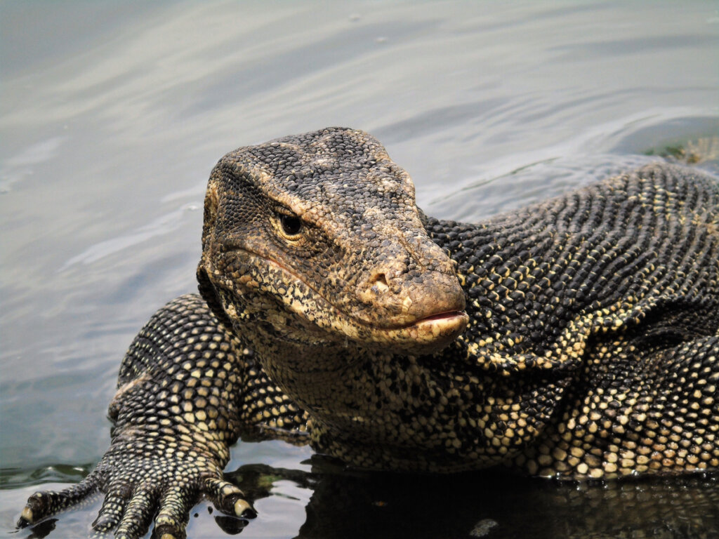 Un lagarto monitor acuático.