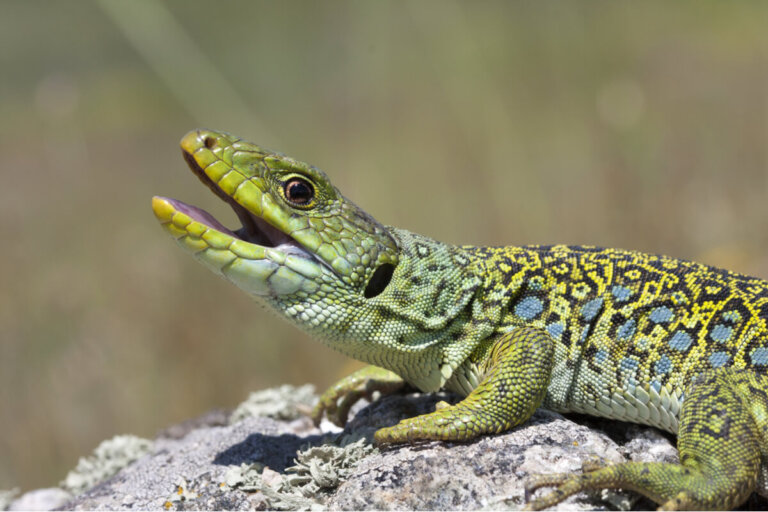 ¿Cómo respiran los reptiles?