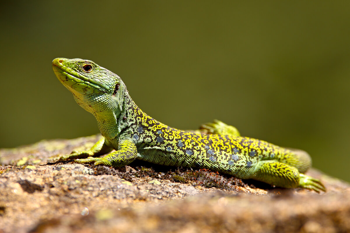 Um lagarto ocelado se aquecendo ao sol.