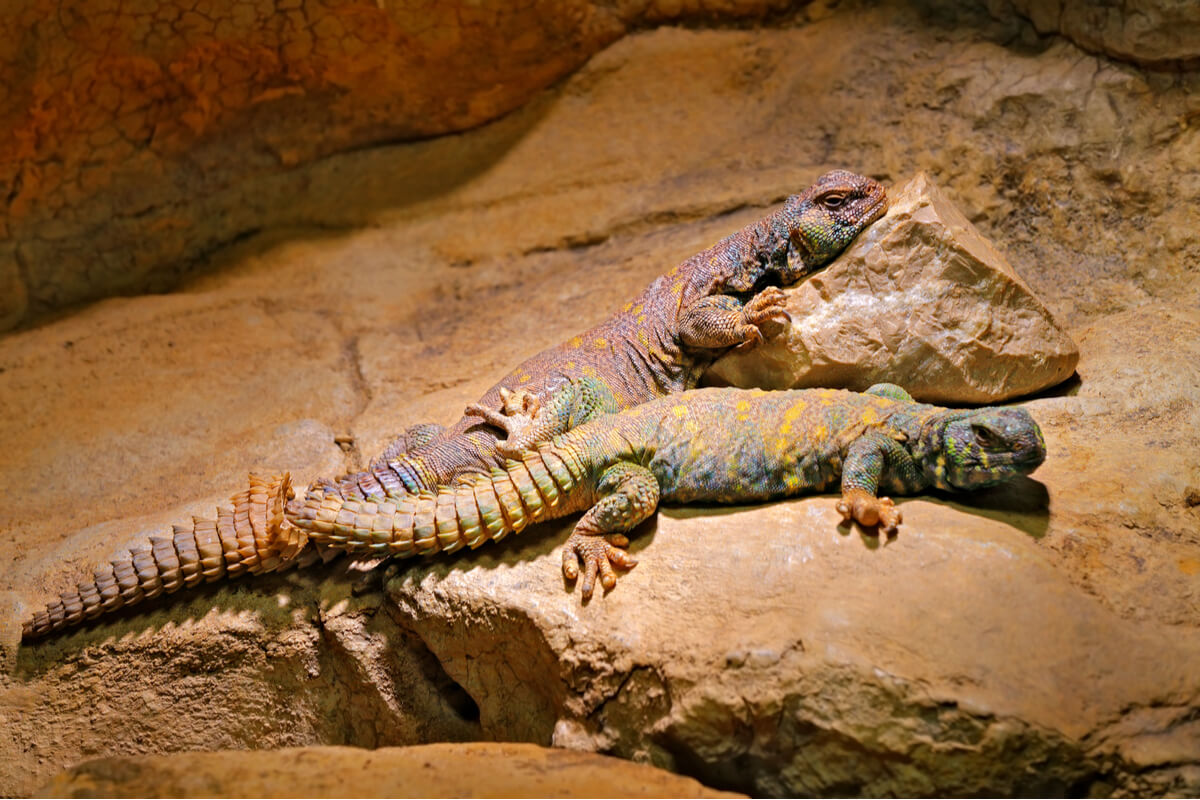 Uromastyx soleándose en un terrario.