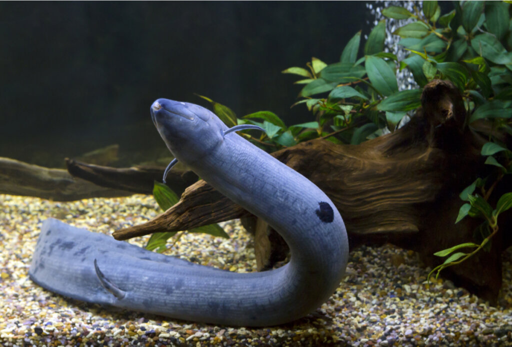 Un ejemplar de Lepidosiren paradoxa en un acuario.