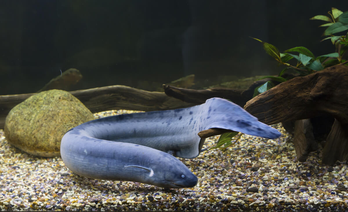 Un Lepidosiren paradoxa en una pecera.