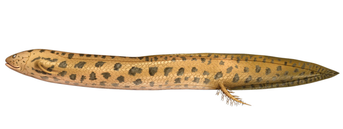 Lepidosiren paradoxa es un pez con pulmones.