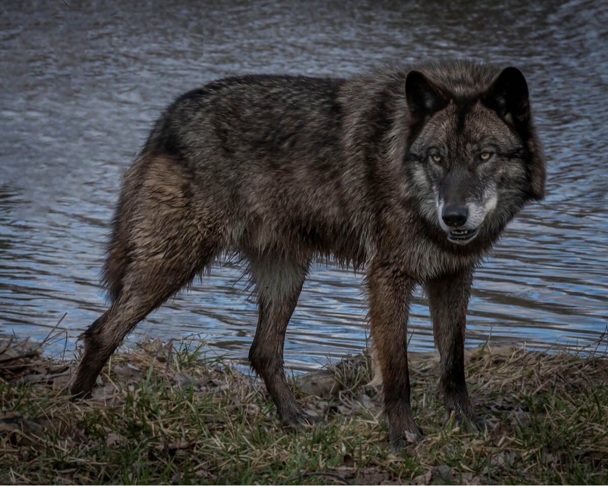 Un lobo negro frente a un río.