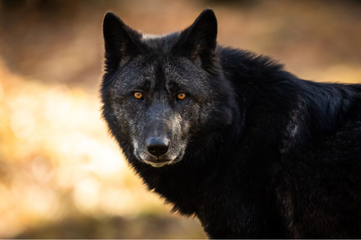 Un lobo negro mira a cámara.
