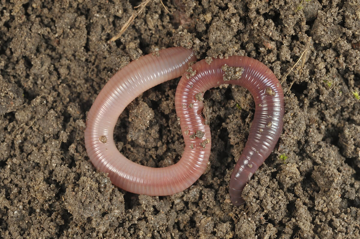 Are caterpillars worms?
