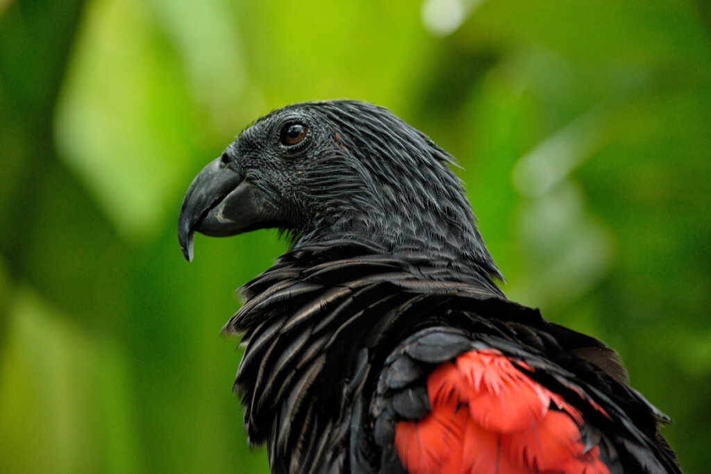 La cara del loro aguileño.