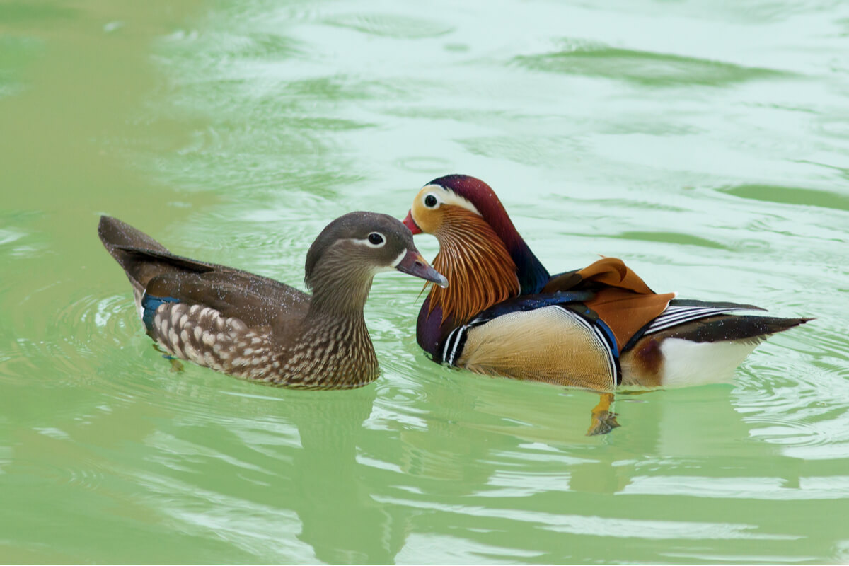 Un par de patos.