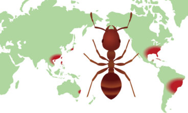 ¿Qué es un mapa de distribución de biodiversidad y para qué sirve?