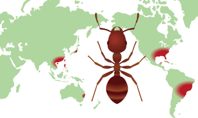 ¿Qué es un mapa de distribución de biodiversidad y para qué sirve?