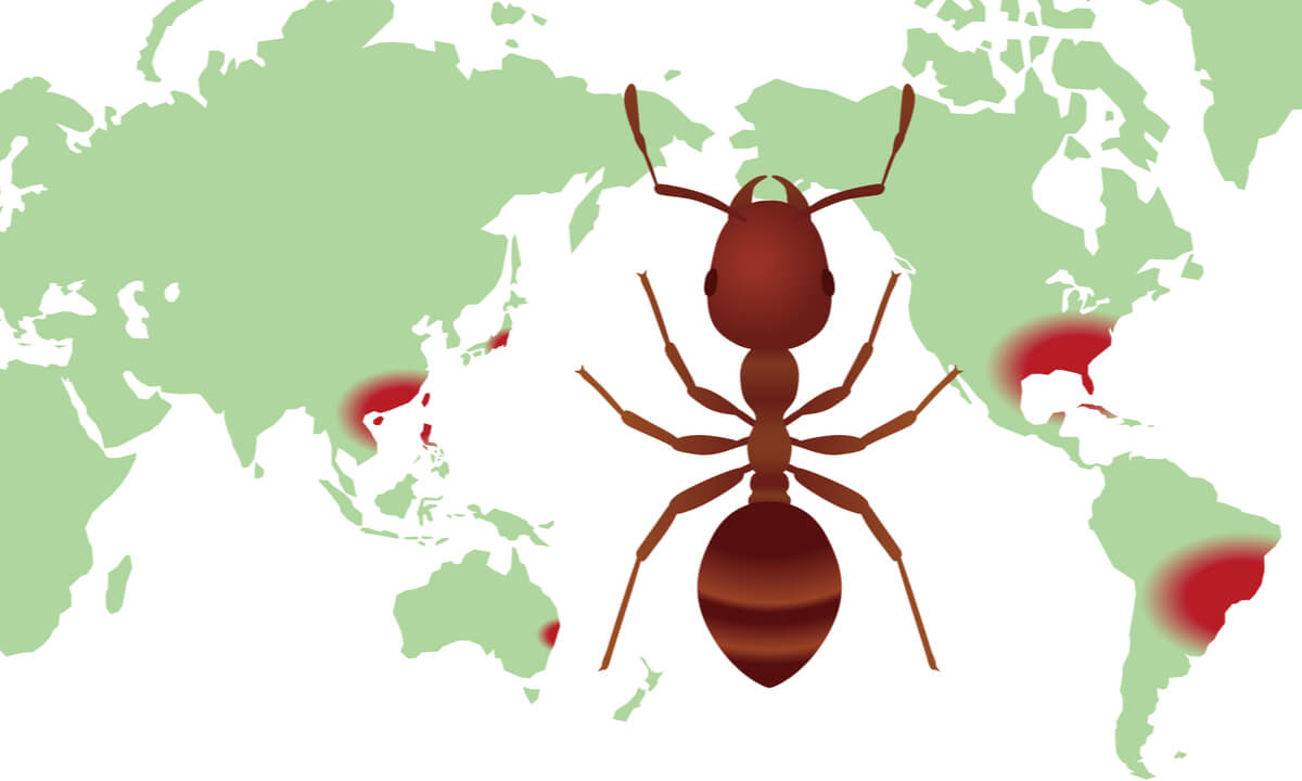 Un mapa de distribución de un tipo de hormiga.