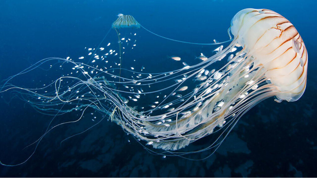 Las medusas inoculan el veneno de forma muy curiosa.