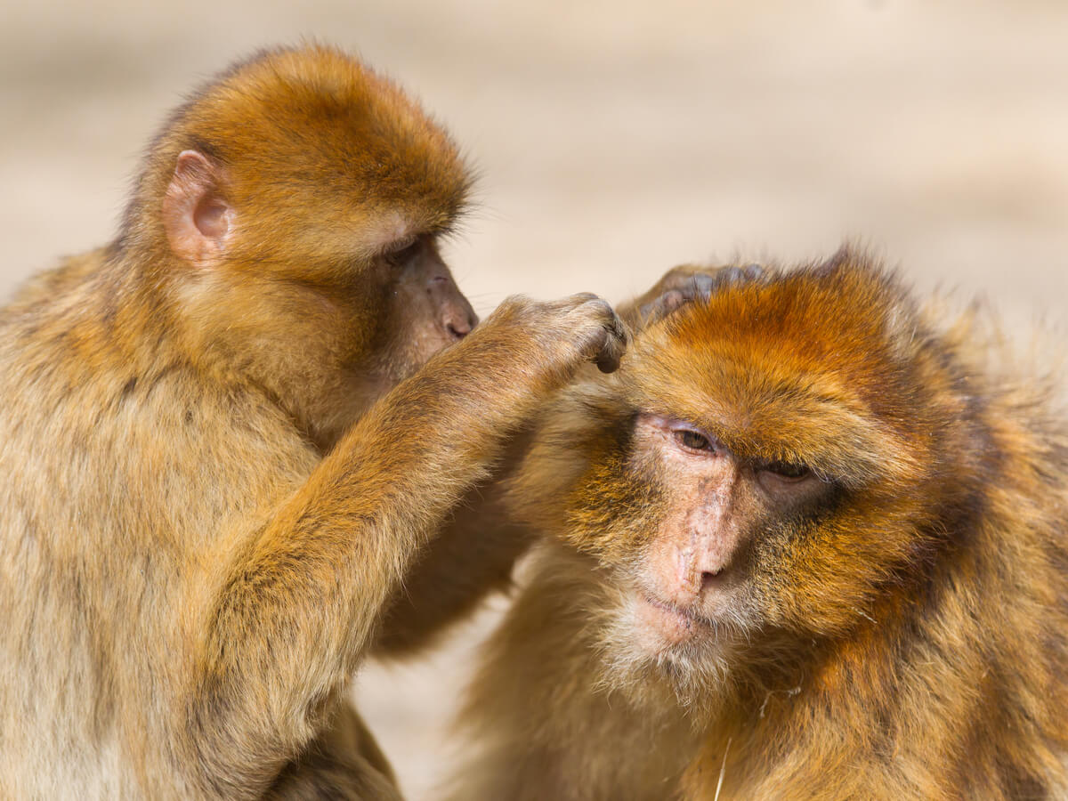 Behavior of primates