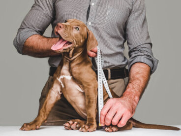 Principios básicos de morfometría animal