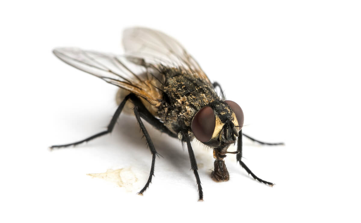 Las moscas son especies sinantrópicas.