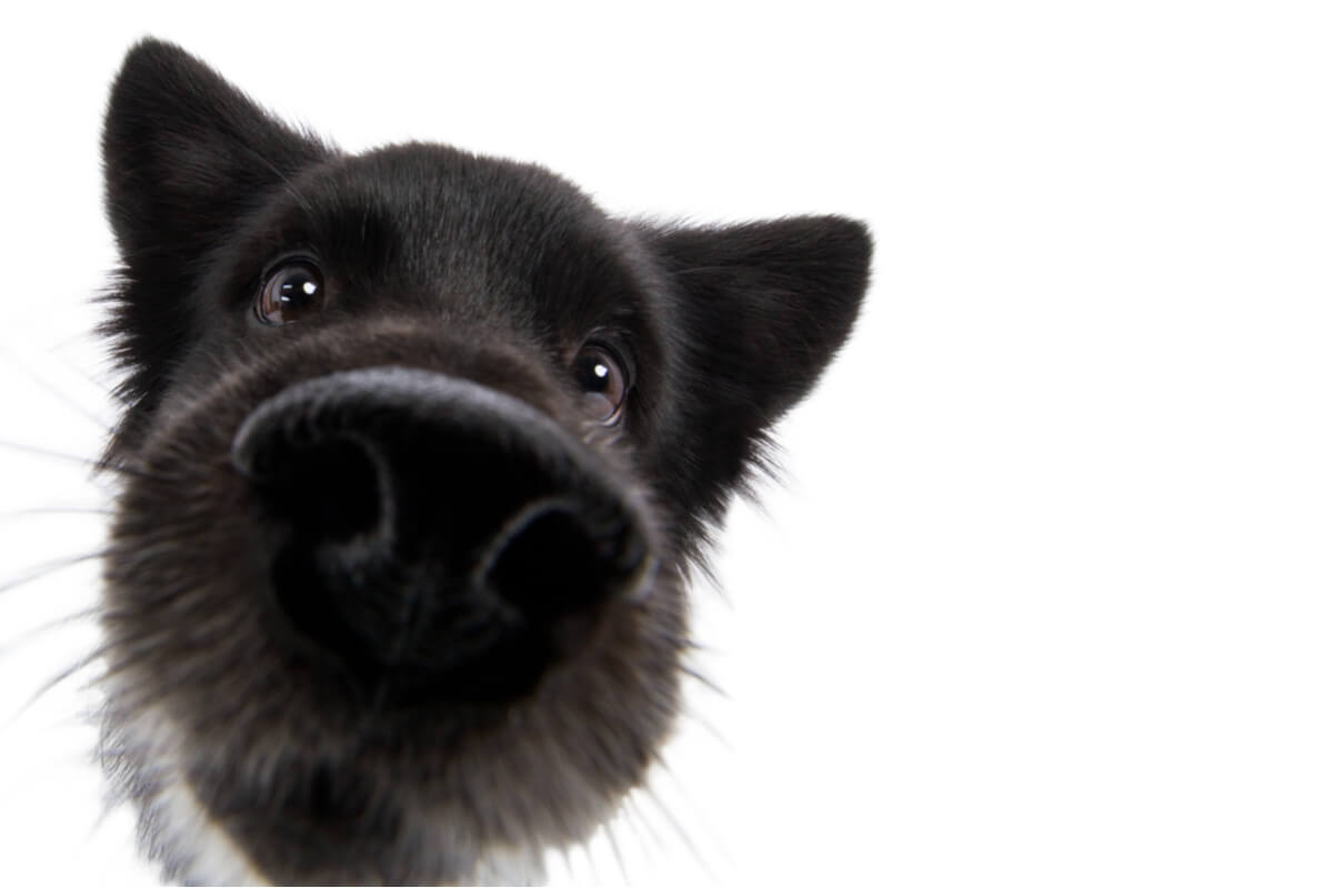 Curiosidades del olfato de los perros