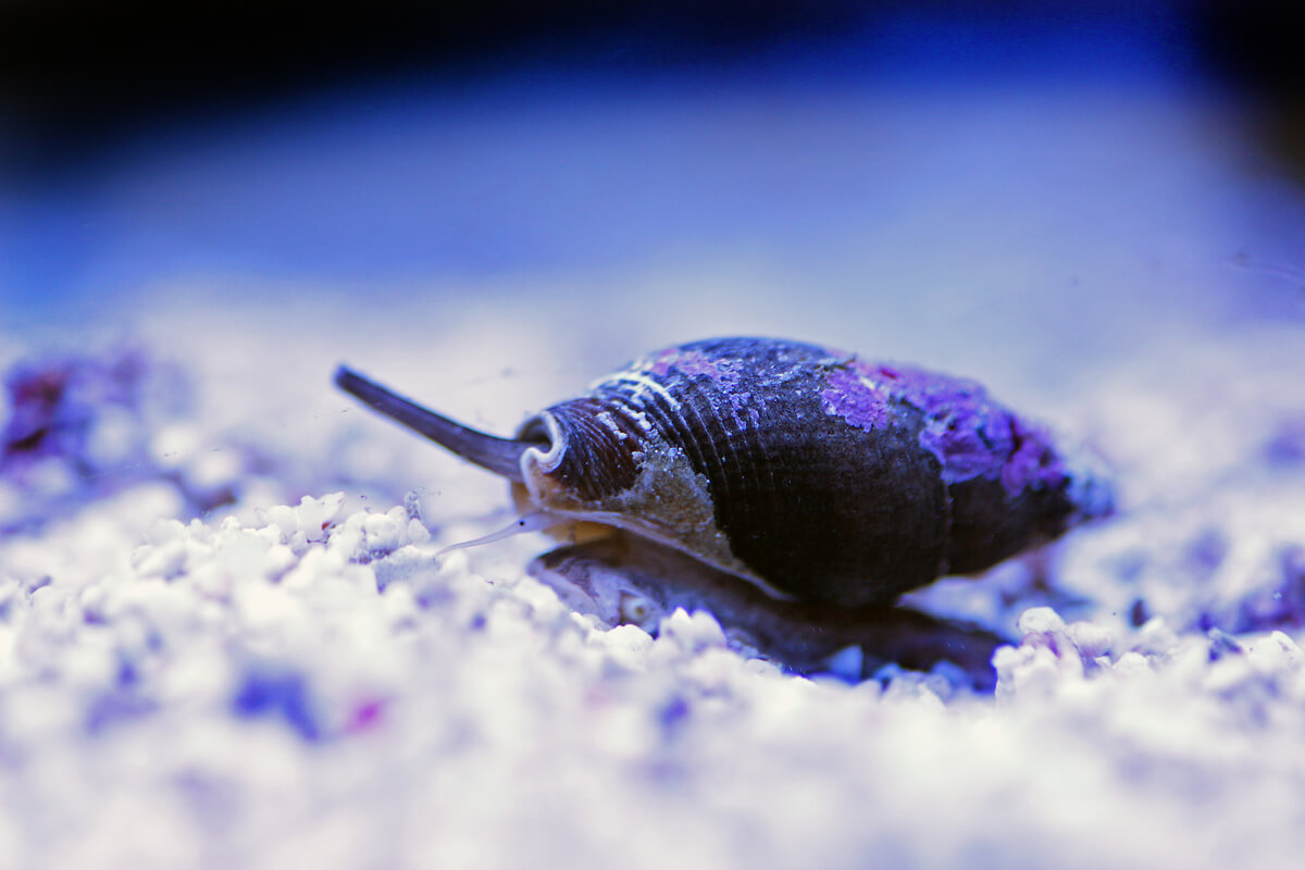 Los nassarius son buenos caracoles para el acuario.