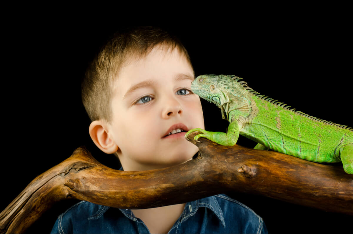Un niño admirando a un reptil.