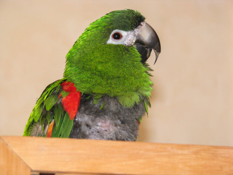 Ornitosis o psitacosis en aves: causas, síntomas y tratamientos