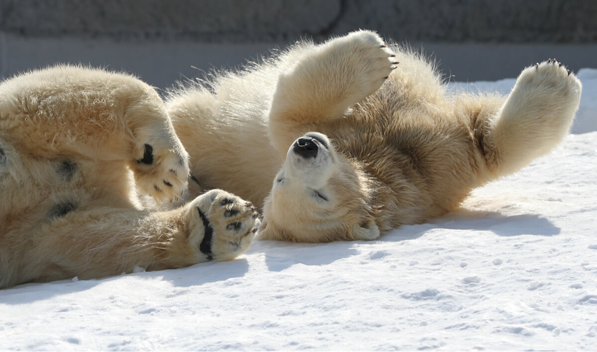 One of the curiosities of mammals is that polar bears are not white.